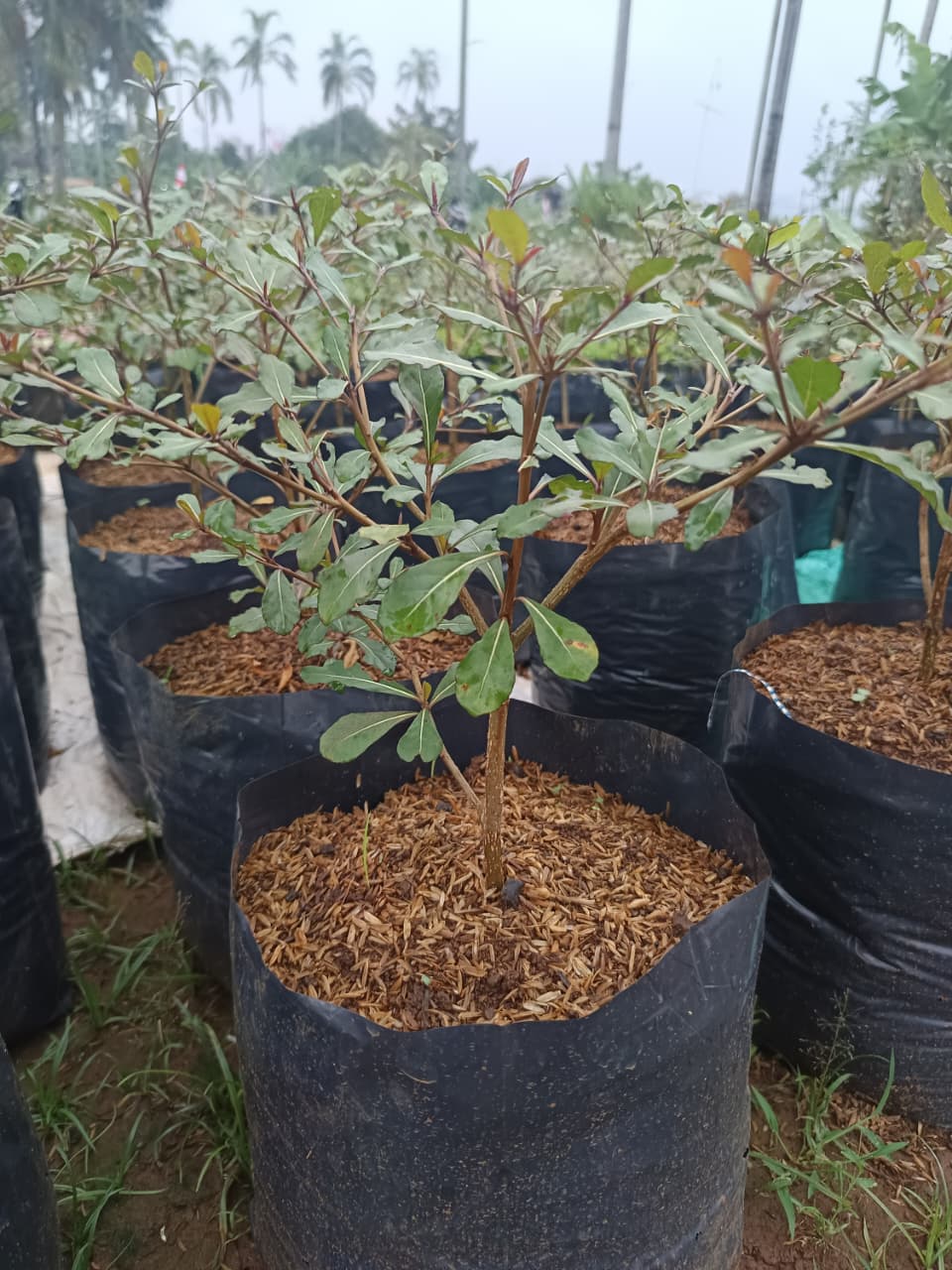 Tanaman Herbal Pak RT Jaen